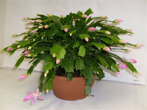 are christmas cactus good for air quality